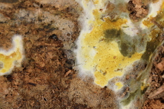 Penttilamyces