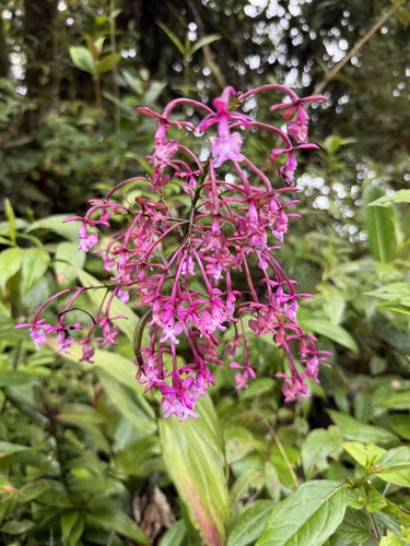 Epidendrum porphyreum, photograph 1
