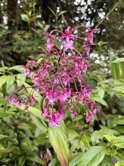 Epidendrum porphyreum