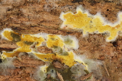Penttilamyces