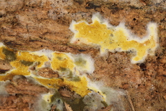 Penttilamyces