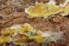 Penttilamyces