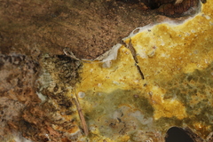 Penttilamyces