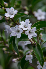 Myoporum viscosum