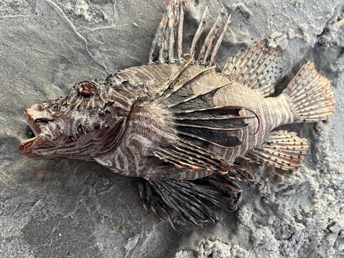 Lionfish