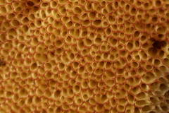 Lanmaoa carminipes