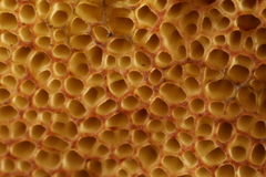 Lanmaoa carminipes