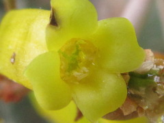 Kalanchoe orgyalis