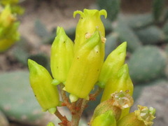Kalanchoe orgyalis