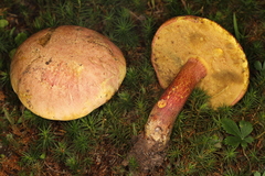 Lanmaoa carminipes
