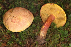 Lanmaoa carminipes