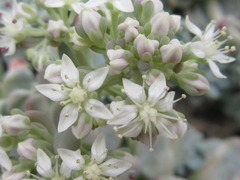 Sedum clavatum