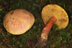 Lanmaoa carminipes