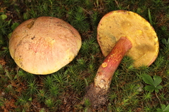 Lanmaoa carminipes