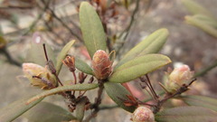 Rhododendron micranthum