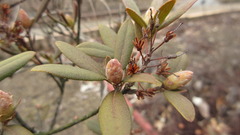 Rhododendron micranthum