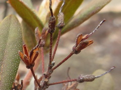 Rhododendron micranthum