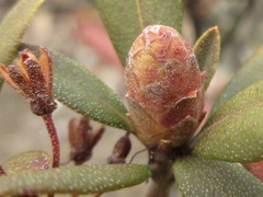 Rhododendron micranthum