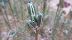 Albuca nelsonii
