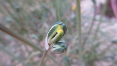 Albuca nelsonii