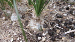 Albuca nelsonii