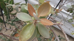 Kalanchoe orgyalis