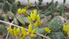 Kalanchoe orgyalis