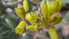 Kalanchoe orgyalis