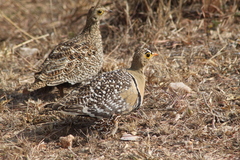 Pterocles bicinctus