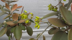 Kalanchoe orgyalis