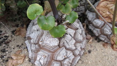 Dioscorea mexicana