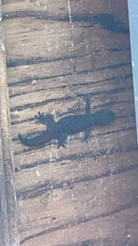 Gehyra mutilata observed 2026-02-24