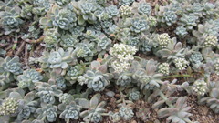 Sedum clavatum