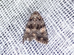 Condica macrosema