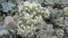 Sedum clavatum