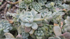 Sedum clavatum
