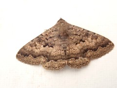 Eudesmeola lawsoni