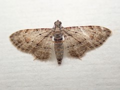 Sigilliclystis insigillata