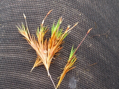 Gaimardia setacea observed 2026-02-21