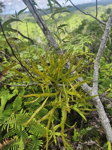 Korthalsella complanata observed 2026-01-13