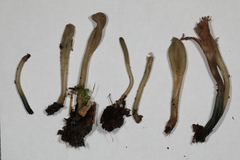 Microglossum olivaceum