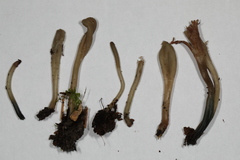 Microglossum olivaceum