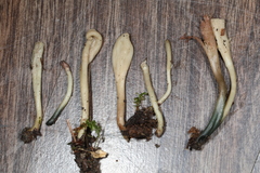 Microglossum olivaceum