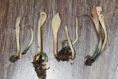 Microglossum olivaceum