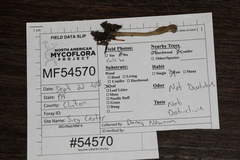 Microglossum olivaceum