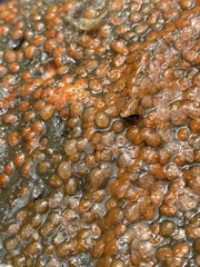 Metandrocarpa taylori