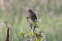 Acrocephalus newtoni