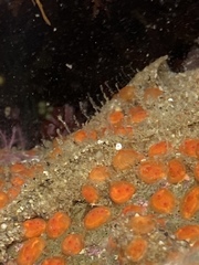 Metandrocarpa taylori