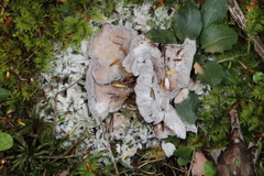 Mycogone calospora