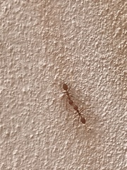 Oecophylla smaragdina